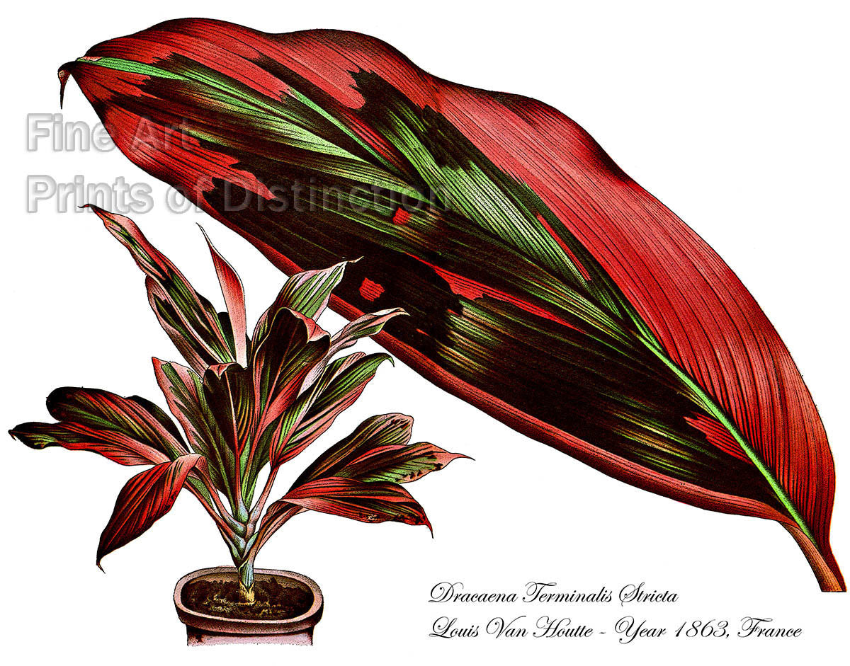 dracaena terminalis Dracaena Terminalis Stricta Fine Art Botanical Print by Houtte