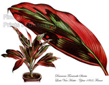 An archival premium Quality art Print of Dracaena Terminalis Stricta by Lois Van Houtte for sale by Brandywine General Store