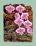 An archival premium Quality Botanical art Print of the Moth Orchid by Van Houtte for sale by Brandywine General Store