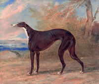 An archival premium Quality art Print of One of George Lane Fox's Winning Greyhounds, the Black and White Greyhound Bitch, Juno, also called Elizabeth by George Garrard