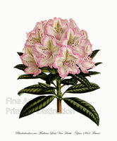An archival premium Quality art Print of the Madame Louis Van Houtte Rhodendron by Louis Van Houtte for sale by Brandywine General Store.
