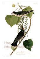 An archival premium Quality art Print of the Tyrant Flycatcher by John James Audubon for sale by Brandywine General Store