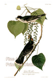An archival premium Quality art Print of the Tyrant Flycatcher by John James Audubon for sale by Brandywine General Store