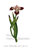 An archival premium Quality Botanical art Print of the Versicolor Iris by Curtis for sale by Brandywine General Store