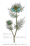 An archival premium Quality Botanical Art Print of the Garden Fennel Flower or Love in a Mist Flower for sale by Brandywine General Store
