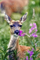 An archival premium Quality art Print of a Yearling Doe Deer Eating a Purple Flower for sale by Brandywine General Store