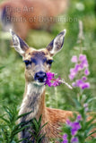 An archival premium Quality art Print of a Yearling Doe Deer Eating a Purple Flower for sale by Brandywine General Store