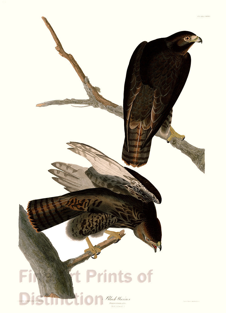 An archival premium Quality art Print of the Black Warrior by John James Audubon for sale by Brandywine General Store