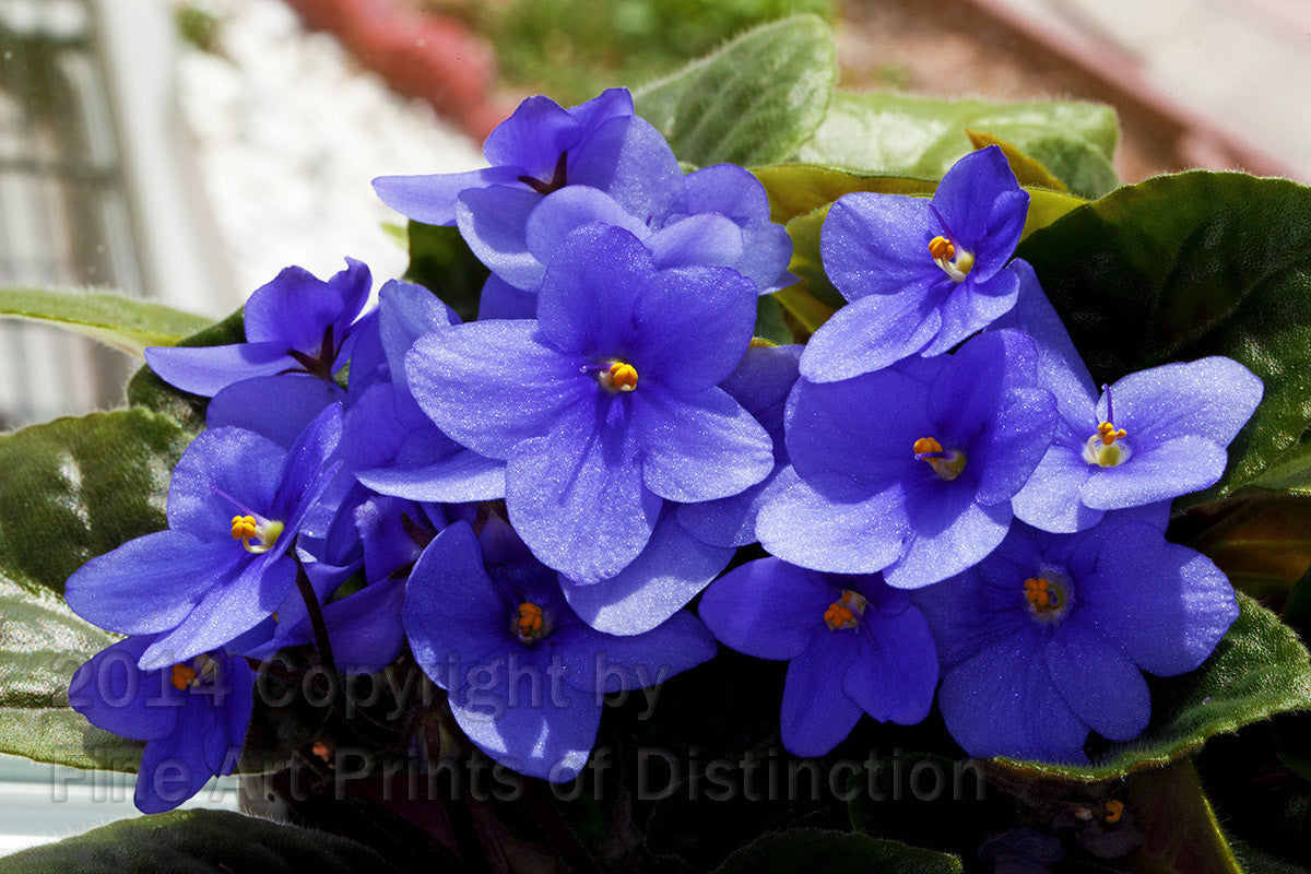 An original Botanical Art Print of Purple African Violets in the Garden Window with the gardens in the background