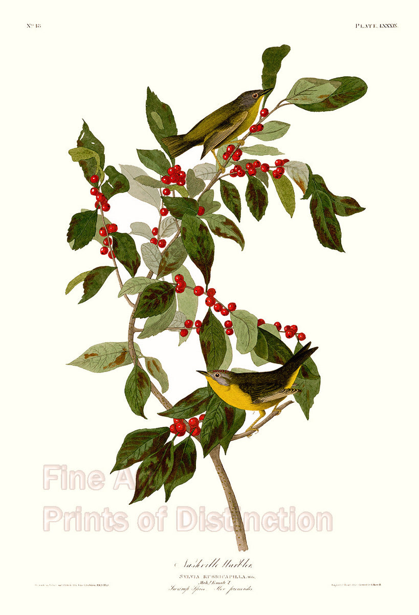 An archival premium Quality art Print of the Nashville Warbler by John James Audubon for sale by Brandywine General Store