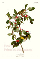 An archival premium Quality art Print of the Nashville Warbler by John James Audubon for sale by Brandywine General Store