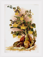 An archival premium Quality Art Print of the Oncidium Tigrinum Orchid by Sanders for sale by Brandywine General Store