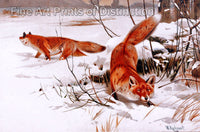 An archival premium Quality art Print of Two Red Foxes Hunting in the Snow by W. Kuhnert for sale by Brandywine General Store