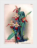 An archival premium Quality Botanical art Print of the Cypripedium Lemoinerianum Orchid by Frederick Sander for sale by Brandywine General Store.