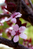 Thundercloud Plum with Two Blossoms on a Twig