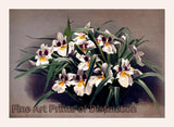 An archival premium Quality art Print of the Odontoglossum Roezlii Orchid by Frederic Sander for sale by Brandywine General Store