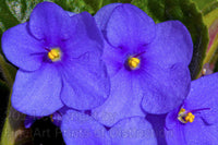 An original colorful Botanical Art Print of African Violet for sale at Brandywine General Store