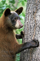 An archival premium Quality art Print of Black Bear a Young Bruin Standing Against a Tree for sale at Brandywine General Store