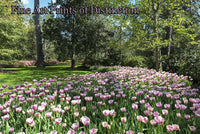 Purple and White Tulips in a Park Setting Art Print