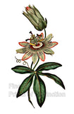An archival premium Quality Botanical art Print of the Common Passion Flower as illustrated by Curtis for his Botanical Magazine for sale by Brandywine General Store.