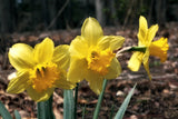 A museum quality botanical art print of Daffodil Trifecta in full yellow blooms for sale by Brandywine General Store