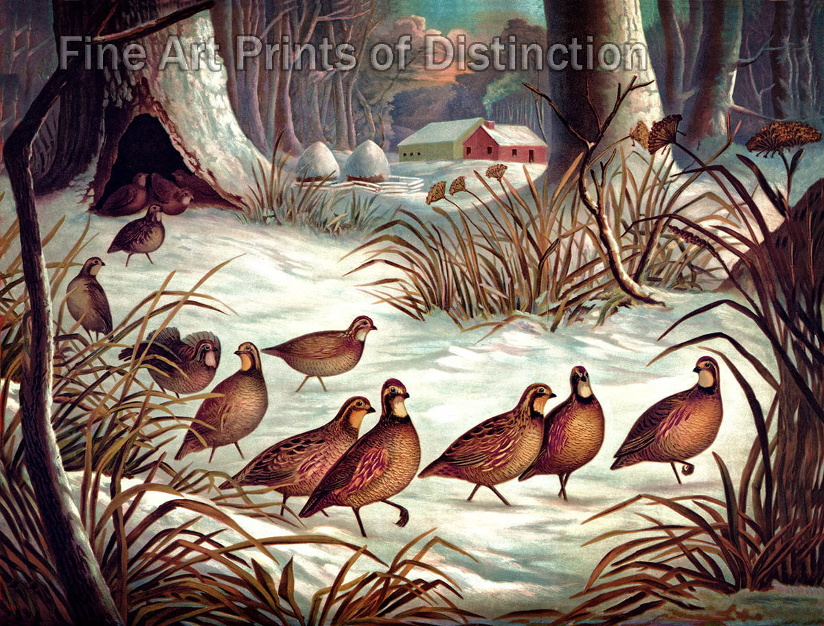 An archival print of Covey of Quail Walking in the Snow, it looks like they have a nest in the trunk of an old hollow tree for sale by Brandywine General Store