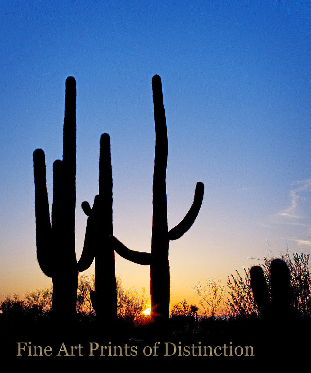 Tall Saguaro Cactus at Sunset