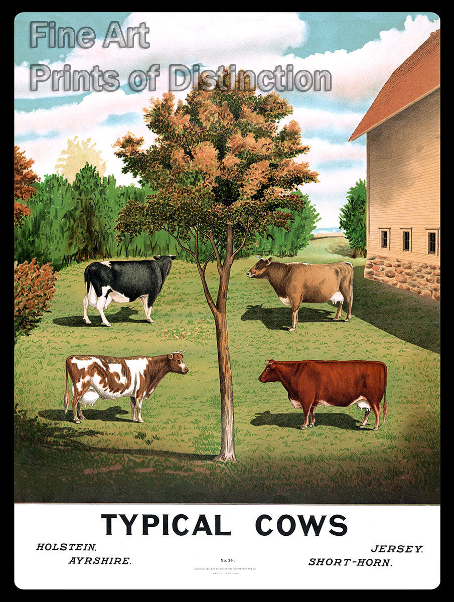 An archival premium Quality art Print of Cows and Large Barn made over a vintage 1904 picture called Typical Cows for sale by Brandywine General Store