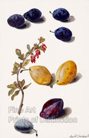 An archival premium Quality Art Print of Fruits by Leopold Zinnogger for sale by Brandywine General Store.