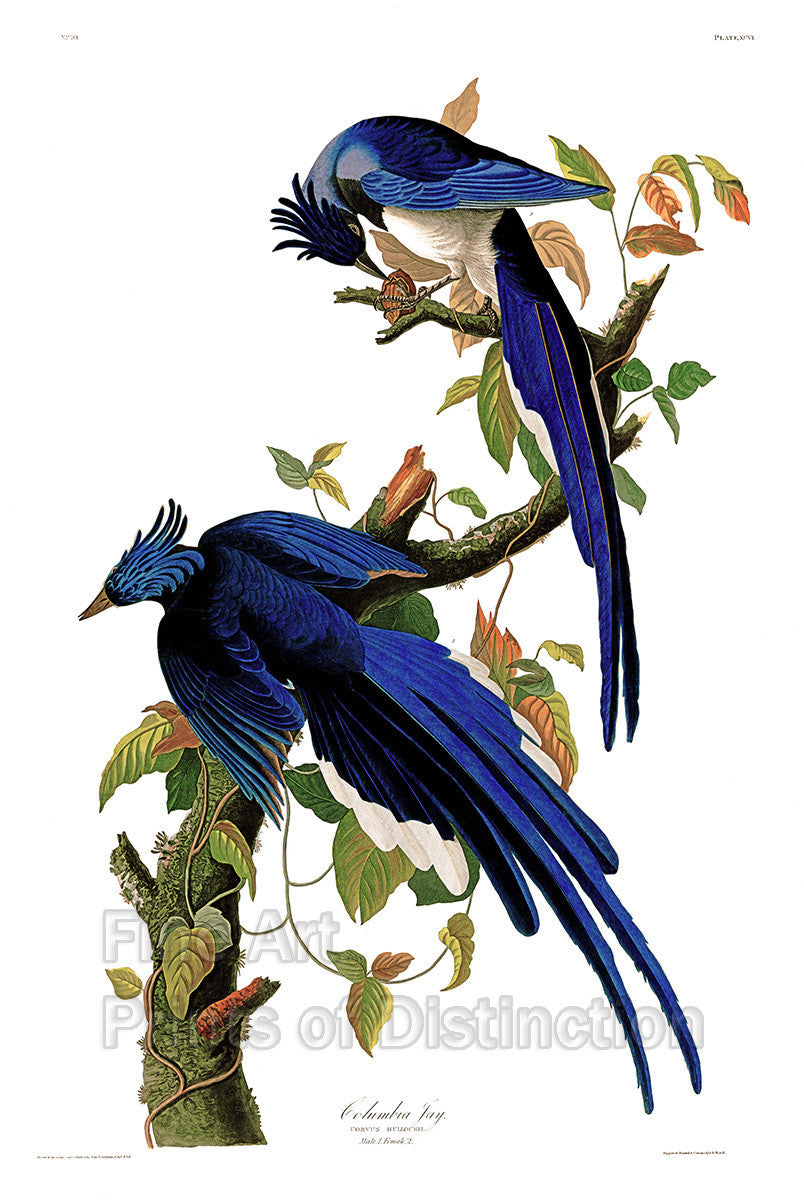 An archival premium Quality art Print of The Columbia Jay or Magpie by John James Audubon sale by Brandywine General Store