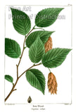 An archival premium Quality Art Print of Iron Wood by Redoute for sale by Brandywine General Store