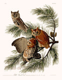 An archival premium Quality art Print of The Little Screech Owl by John James Audubon for sale by Brandywine General Store