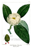 An archival premium Quality Botanical art Print of Small Magnolia or White Bay by Redoute for sale by Brandywine General Store