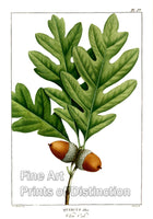 An archival premium Quality Art Print of the White Oak by Redoute for sale by Brandywine General Store