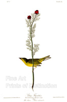 An archival premium Quality art Print of the Selby's Flycatcher by John James Audubon or also known as the Hooded Warbler for sale by Brandywine General Store