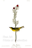 An archival premium Quality art Print of the Selby's Flycatcher by John James Audubon or also known as the Hooded Warbler for sale by Brandywine General Store