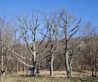 A museum quality print of a Trio of Dying Oak Trees