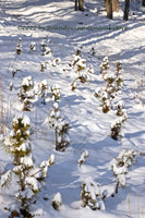 An archival art print of Army of Tiny Snowmen Marching off to War