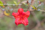 An art print of an Azelia Bloom Floating in Air