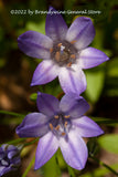 A  botanical art print of Balloon Flowers a Pair of Purple Blooms