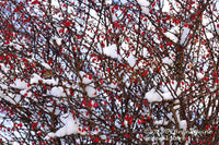 An archival art print of Barberry Bush with Red Berries in a Snow Screen