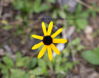 A botanical art print of Black Eyed Susan a single bloom for sale by Brandywine General Store