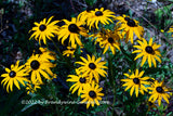 A premium quality botanical art print of Black Eyed Susans a Bouquet of Blooms