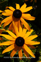 A botanical art print of Black Eyed Susans a Pair of Blooms