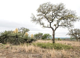 An art print of Blooming Cacti beside a Skeleton Tree