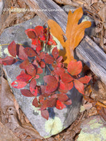 An archival art print of Blueberry Bush and Oak Leaf Between Rock and Log