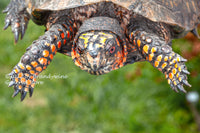 A premium quality art print of Box Turtle Flying Through the Air for sale by Brandywine General Store
