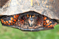 A premium quality art print of Box Turtle Posing for the Camera for sale by Brandywine General Store