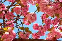 An archival Art Print of Cherry Puff Balls of Pink Double Blooms against a pastel blue sky