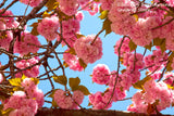 An archival Art Print of Cherry Puff Balls of Pink Double Blooms against a pastel blue sky